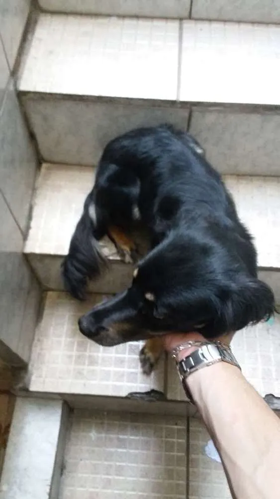 Cachorro ra a Indefinada (SRD) idade 1 ano nome Mel