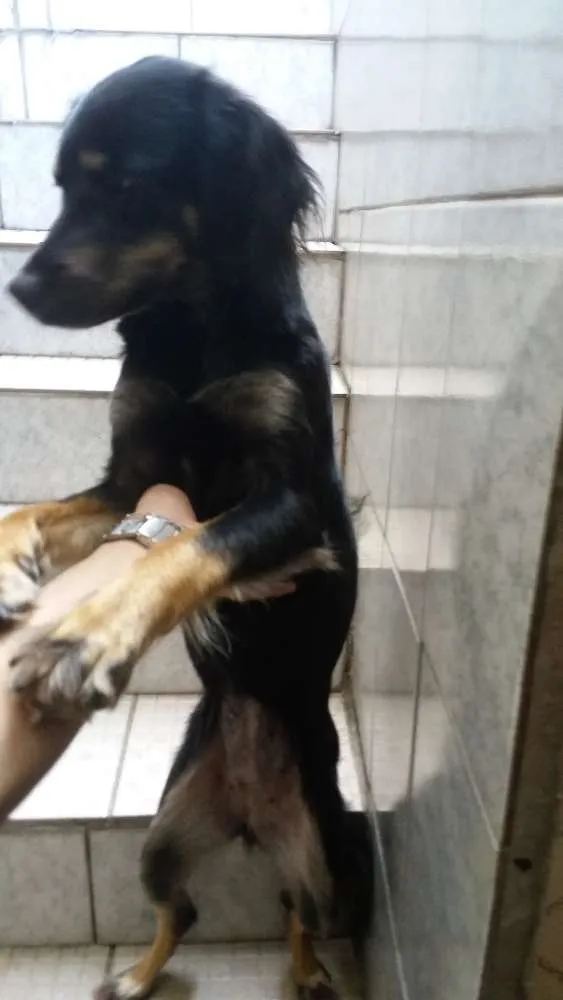Cachorro ra a Indefinada (SRD) idade 1 ano nome Mel