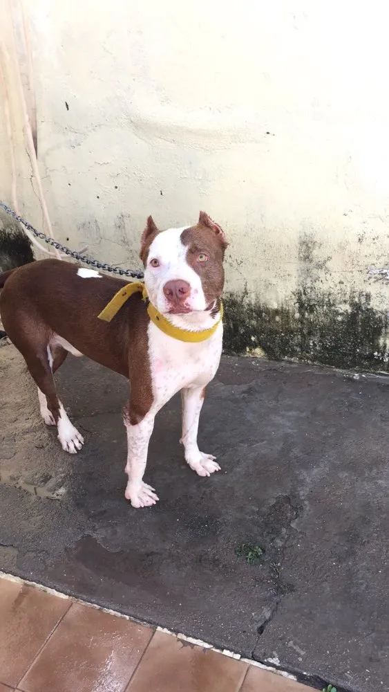 Cachorro raça Pitbull  idade 3 anos nome Brayan 