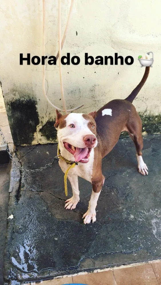 Cachorro raça Pitbull  idade 3 anos nome Brayan 