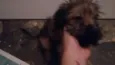 Chewbacca