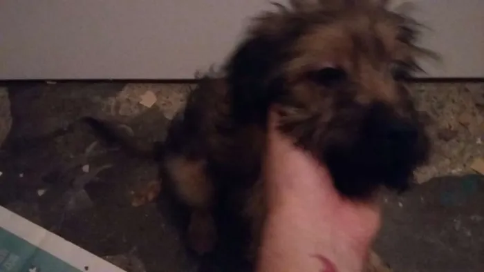 Cachorro ra a Viralata idade 2 a 6 meses nome Chewbacca
