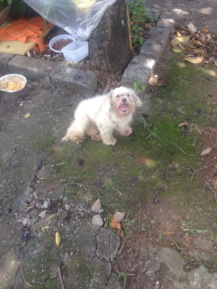 Cachorro ra a Não sei  idade 7 a 11 meses nome Dexter