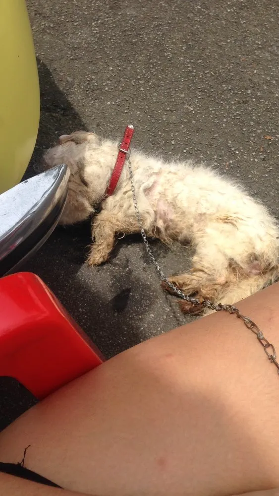 Cachorro ra a Não sei  idade 7 a 11 meses nome Dexter