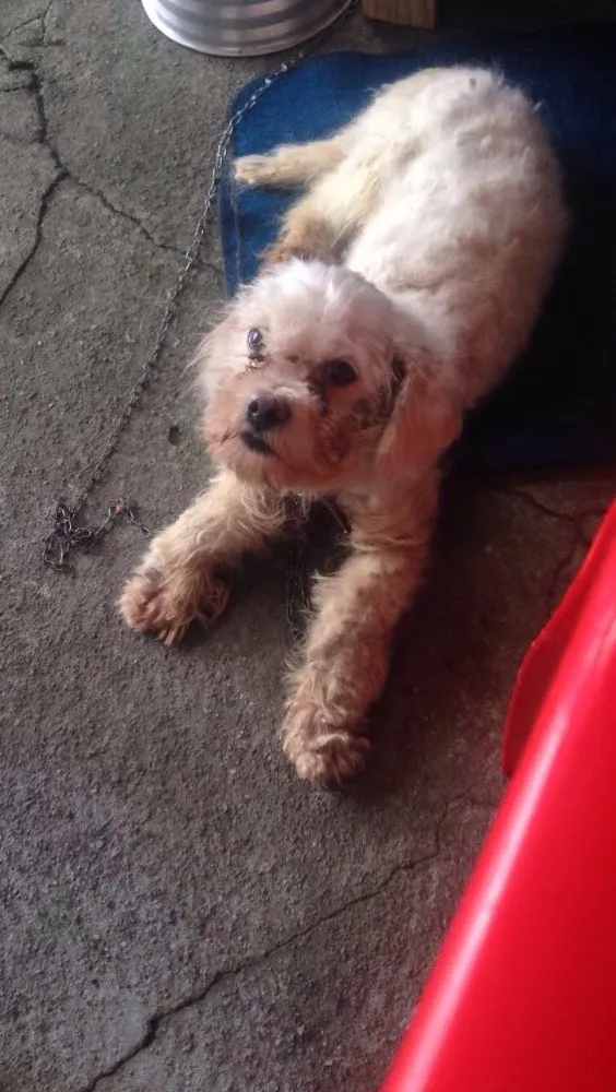 Cachorro ra a Não sei  idade 7 a 11 meses nome Dexter
