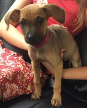 Cachorro raça SRD idade Abaixo de 2 meses nome Frida