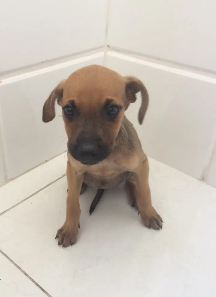 Cachorro raça SRD idade Abaixo de 2 meses nome Frida