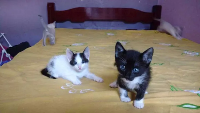 Gato ra a Sianes idade 2 a 6 meses nome Sem nome