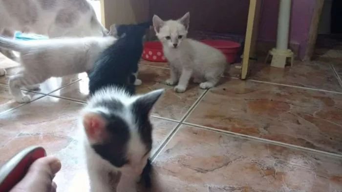 Gato ra a Sianes idade 2 a 6 meses nome Sem nome