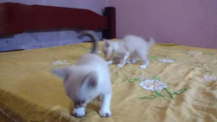 Gato ra a Sianes idade 2 a 6 meses nome Sem nome