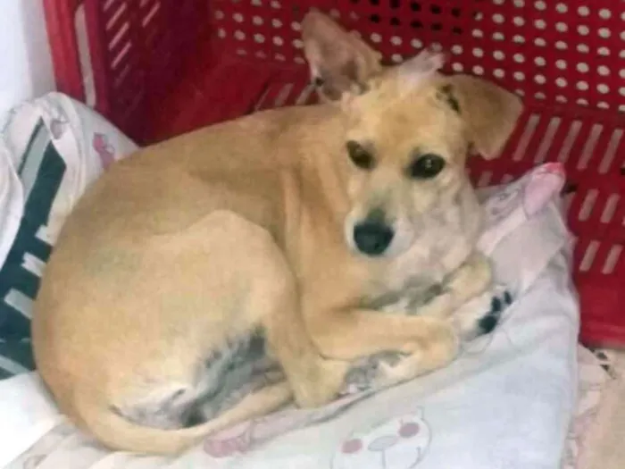 Cachorro ra a Vira Lata idade 6 ou mais anos nome Lalica