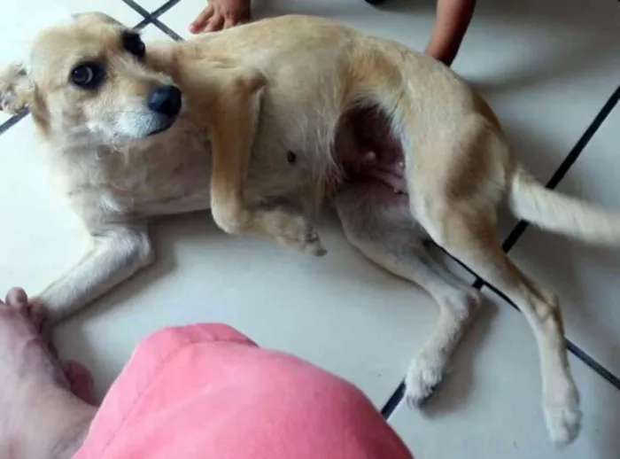 Cachorro ra a Vira Lata idade 6 ou mais anos nome Lalica
