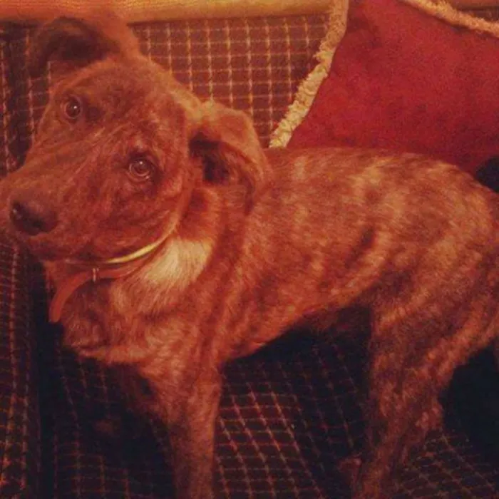 Cachorro ra a SRD idade 2 anos nome Bobi