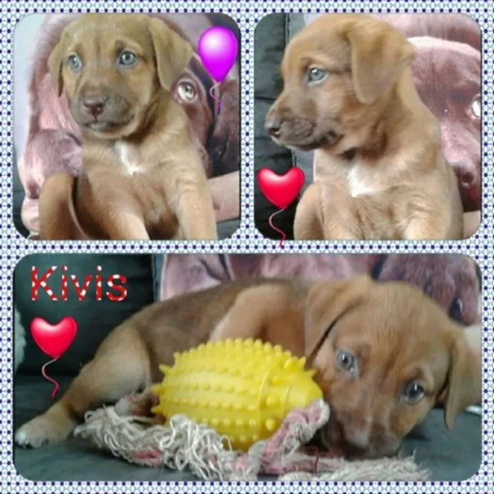 Cachorro ra a SRD idade Abaixo de 2 meses nome KIVIS
