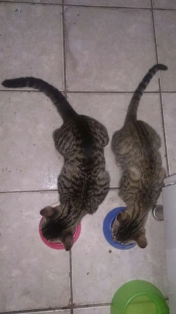 Gato ra a SRD idade 2 a 6 meses nome Majin e Jinger
