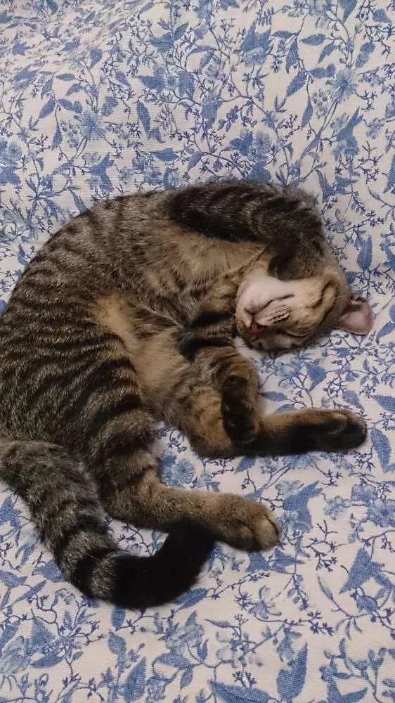 Gato ra a SRD idade 2 a 6 meses nome Majin e Jinger