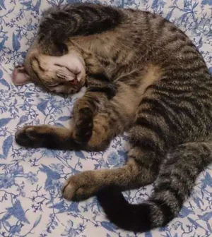 Gato raça SRD idade 2 a 6 meses nome Majin e Jinger