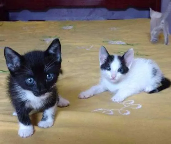 Gato ra a Sianes idade 2 a 6 meses nome Sem nome