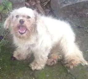 Cachorro ra a Não sei  idade 7 a 11 meses nome Dexter