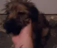 Chewbacca