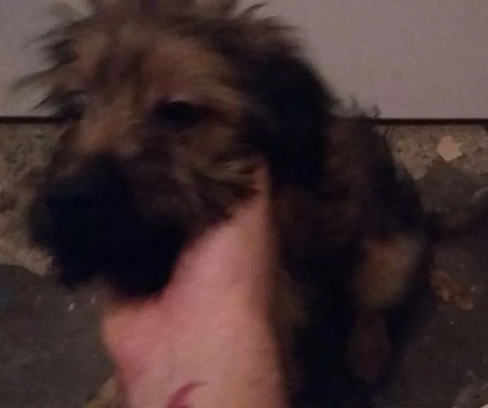 Cachorro ra a Viralata idade 2 a 6 meses nome Chewbacca