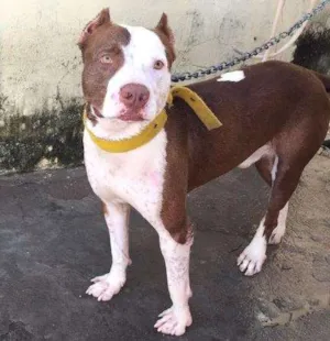 Cachorro raça Pitbull  idade 3 anos nome Brayan 