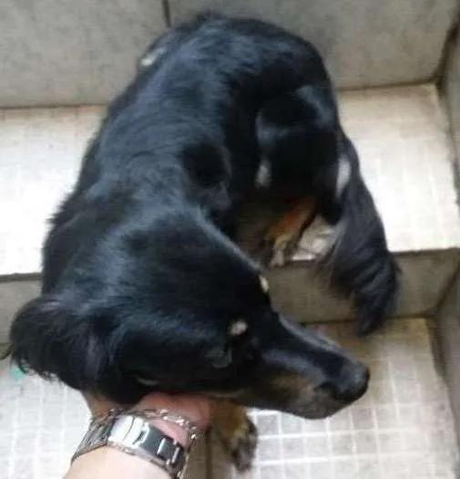 Cachorro ra a Indefinada (SRD) idade 1 ano nome Mel