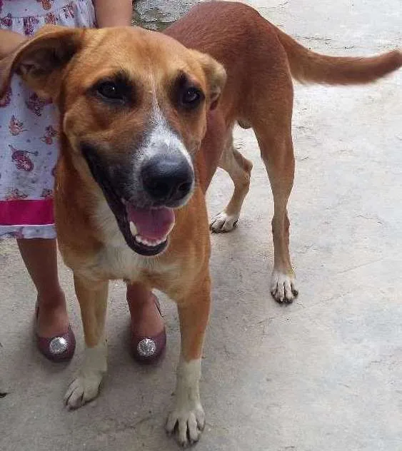 Cachorro raça SRD idade 2 anos nome BONACHÃO