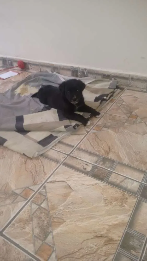 Cachorro ra a Vira lata idade 2 a 6 meses nome Boris