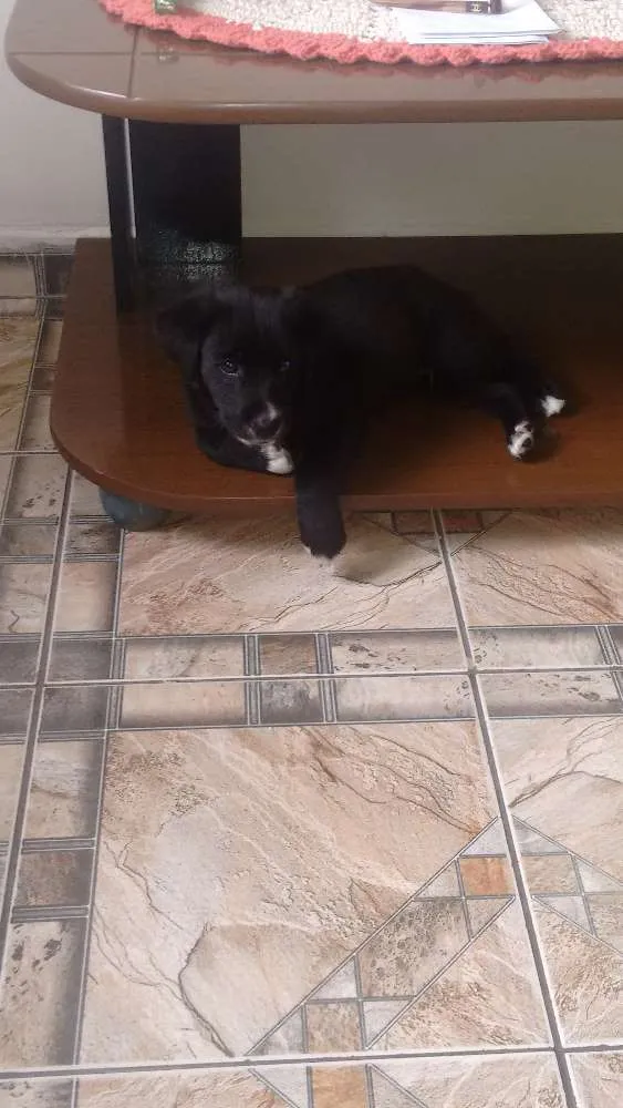 Cachorro ra a Vira lata idade 2 a 6 meses nome Boris
