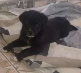 Cachorro raça Vira lata idade 2 a 6 meses nome Boris