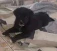 Boris