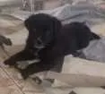 Cachorro raça Vira lata idade 2 a 6 meses nome Boris