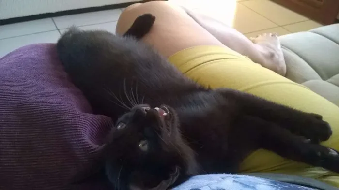 Gato ra a SRD idade 2 a 6 meses nome Salém