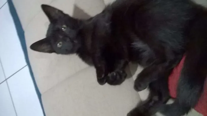 Gato ra a SRD idade 2 a 6 meses nome Salém