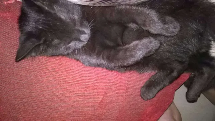Gato ra a SRD idade 2 a 6 meses nome Salém