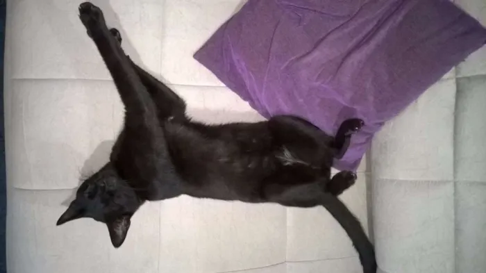 Gato ra a SRD idade 2 a 6 meses nome Salém