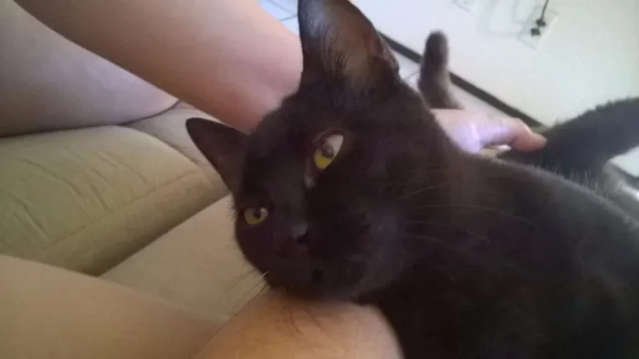 Gato ra a SRD idade 2 a 6 meses nome Salém