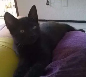 Gato raça SRD idade 2 a 6 meses nome Salém