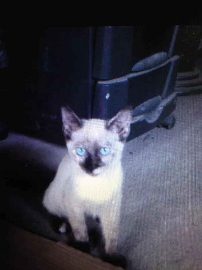 Gato ra a  idade 2 a 6 meses nome Nina