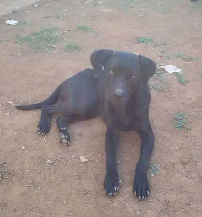 Cachorro ra a Labrador mestiço  idade 1 ano nome Vários nomes