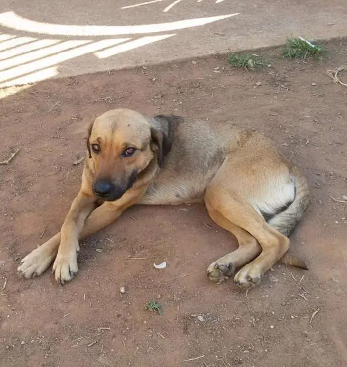 Cachorro ra a Labrador mestiço  idade 1 ano nome Vários nomes