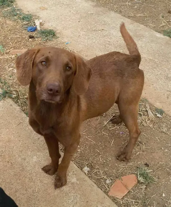 Cachorro ra a Labrador mestiço  idade 1 ano nome Vários nomes