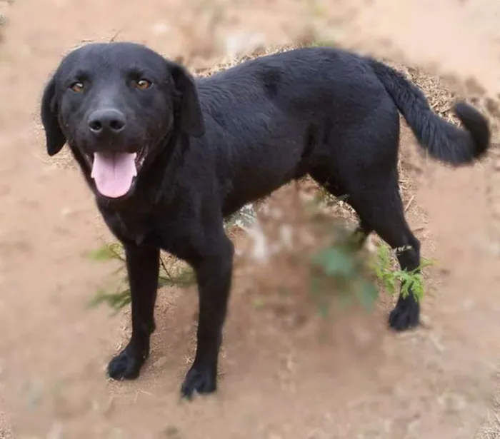 Cachorro ra a Labrador mestiço  idade 1 ano nome Vários nomes