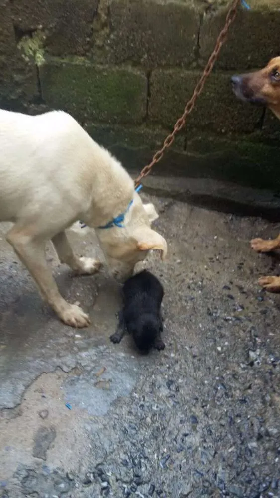 Cachorro ra a Vira Lata idade 3 anos nome Laila