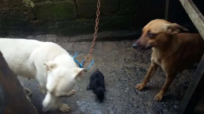 Cachorro ra a Vira Lata idade 3 anos nome Laila