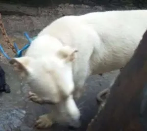 Cachorro raça Vira Lata idade 3 anos nome Laila
