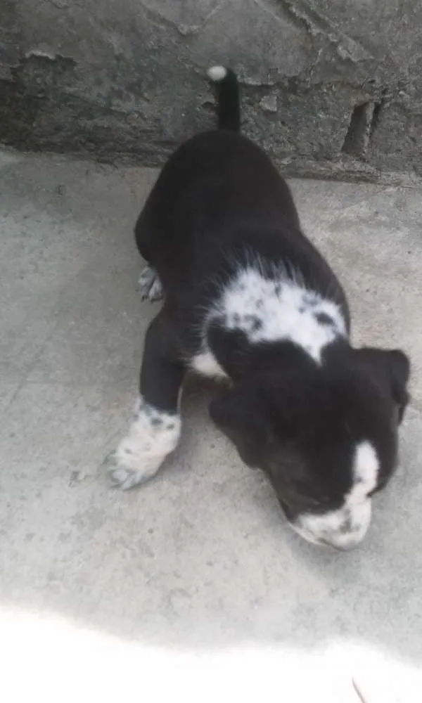 Cachorro raça Comum idade  nome Belinhas