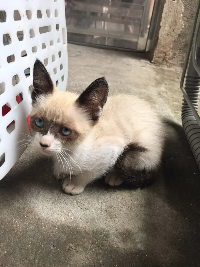 Gato ra a Vira-lata  idade 2 a 6 meses nome Não coloquei 