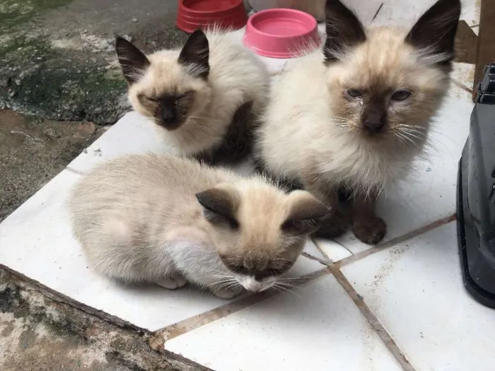 Gato ra a Vira-lata  idade 2 a 6 meses nome Não coloquei 